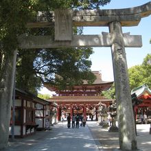 楠の木と楼門の全景