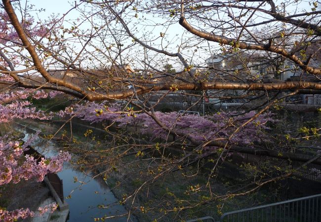 水路沿いに河津桜が咲き誇ります