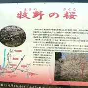 枚方八景（ひらかたはっけい）の一つで、 桜の名所・牧野公園