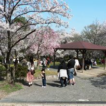 ２５０本の桜が有名な八幡市のさくら公園