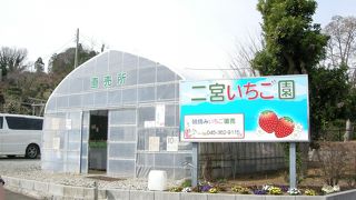 横浜でいちご狩り