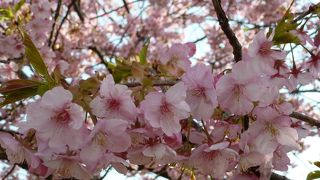 河津桜の桜並木はとても華やかで綺麗です♪