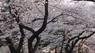 東京の桜名所♪
