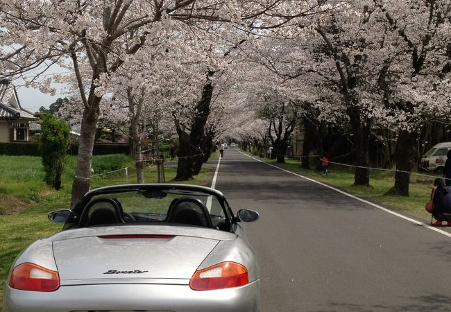 都城の桜スポット