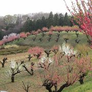 「元石川・花桃の丘」は、今年も桃の花が綺麗に咲きました。