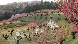 「元石川・花桃の丘」は、今年も桃の花が綺麗に咲きました。