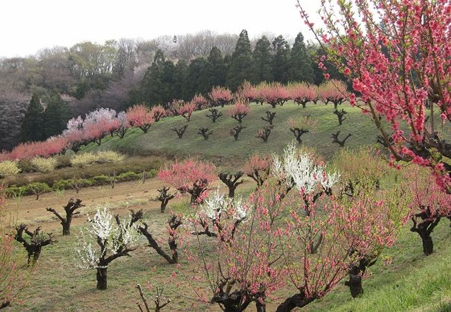 「元石川・花桃の丘」は、今年も桃の花が綺麗に咲きました。