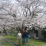 枝ぶりと満開の桜をバックに記念写真！