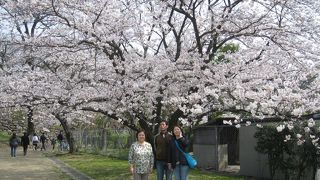 枝ぶりと満開の桜をバックに記念写真！