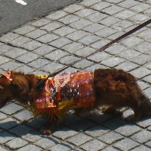 わんこも馬コ気分☆