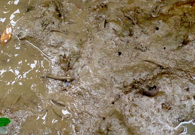 香港湿地公園のトビハゼ