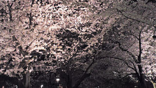 ちょうど1年前の満開の日・・・中村座と満開の桜