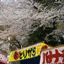 靖国神社の桜です