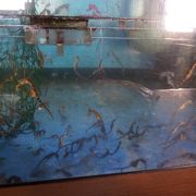 タツノオトシゴがた――――くさんいます！