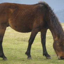 都井岬の草原にいる野生馬