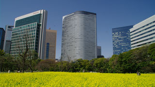 日本庭園と汐留の高層ビル群のコラボがみれるすてきな公園です