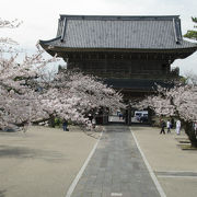 材木座海岸が目の前、静かな桜の名所「光明寺」