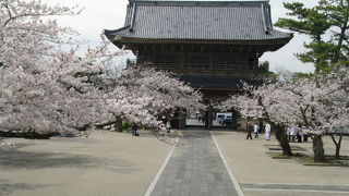 材木座海岸が目の前、静かな桜の名所「光明寺」