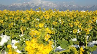 琵琶湖大橋付近の