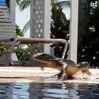 トカゲ！　泳ぎ切ってプールサイドに上がった瞬間