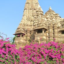 花が満開ですごかった