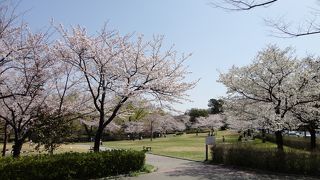 お弁当持って芝生でピクニック