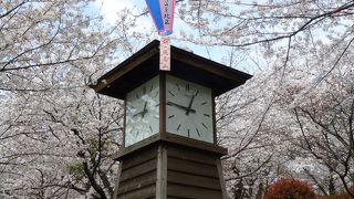 飛鳥山のお花見！