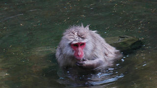 冬でなくてもお猿さんがいました