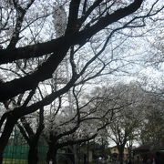 ３月２３日、桜が満開