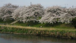 志木桜まつり