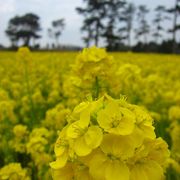 田原菜の花まつり