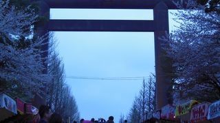 桜がきれいです