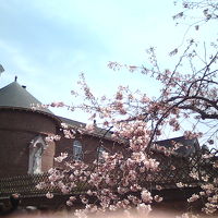 トラピスチヌ修道院の桜