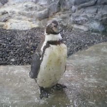 ガラス越しに近づいてきたペンギン