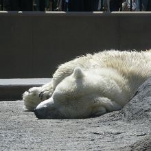 疲れた白クマ
