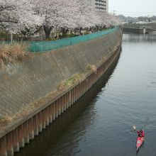 奥田公園境川沿い：桜並木