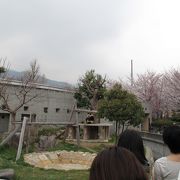 桜もきれいな動物園