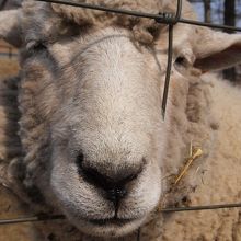 動物たちに癒されます