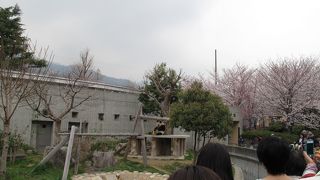 桜もきれいな動物園