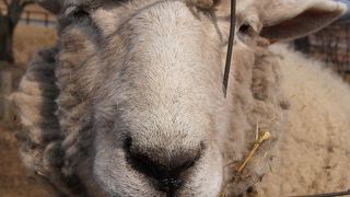 のどかで広い牧場です