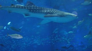 圧巻の大水槽！