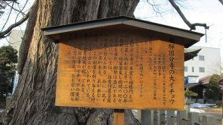 別名「乳イチョウ」