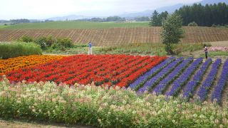 ラベンダーの時期じゃなくても..