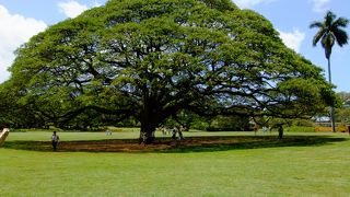 この木なんの木気になる木