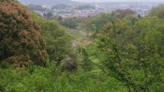 レンゲや白いタンポポが