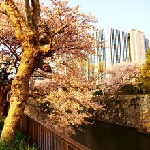 桜が綺麗でした