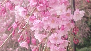 のんびり、これのみ！