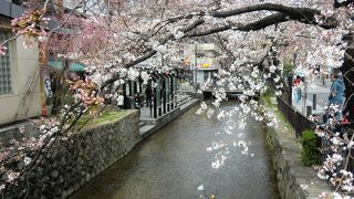 特に桜の季節がすばらしい　高瀬川