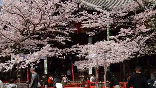 和歌山県の桜名所で日本さくら名所100選にも選ばれています。