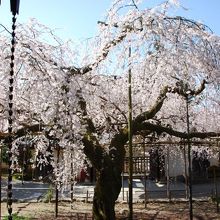 ハイライトの般若桜